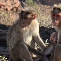 Venetoclax reduce el reservorio viral del VIH en macacos rhesus